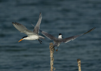 Lesser Crested Tern offering fish to his mate at Busaiteen coast, Bahrain