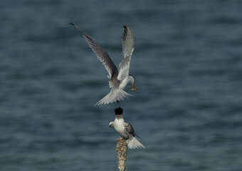 Lesser Crested Tern offering fish to his mate at Busaiteen coast, Bahrain