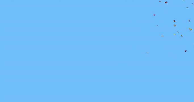 Two separate animations of a group of leaves flying into frame, swirling around in the wind, and exiting the frame. Isolated over a solid blue background for easy keying and compositing.