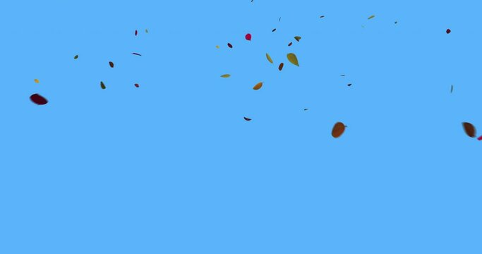 Animation with leaves falling and drifting toward the camera, isolated over a solid blue background for easy keying and compositing.