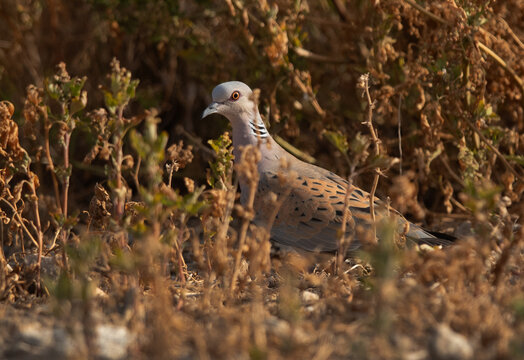 European turtle dove perched on ground, Bahrain