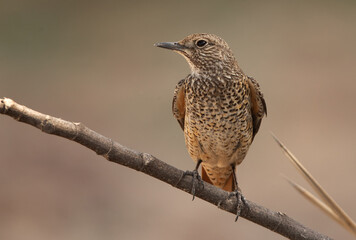 Portrait of a Common rock thrush perched on a  branch, Bahrain
