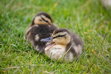 Two Mallard ducklings in springtime, North Yorkshire, United Kingdom