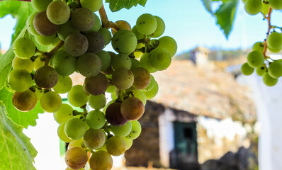 Green grapes hanging from the vine