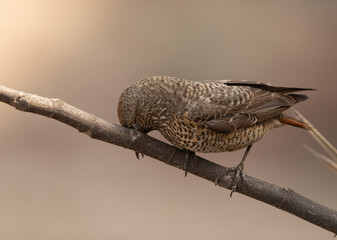 Closeup of a Common rock thrush rubbing its bill on a  branch, Bahrain