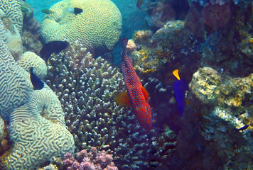 Red coral grouper, scientific name is Cephalopholis miniata, inhabitant of coral reefs of the Red Sea, Middle East, selective focus on the fish 