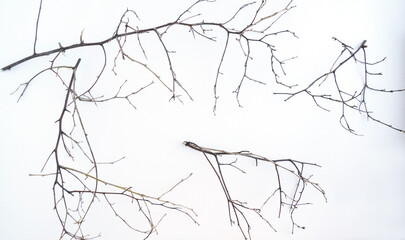 Dry branches on a white background. Banner.
