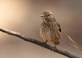 Portrait of a Common rock thrush perched on a twig, Bahrain