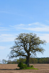 Feldeiche im Frühling