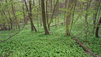 Buchenwald mit Bärlauchfeld