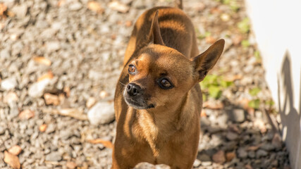 Dog breed pinscher.