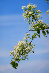 Schlehenblüte