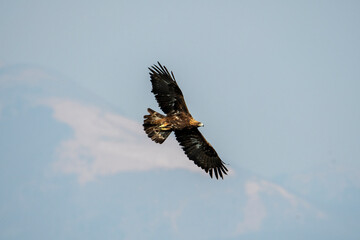 Aquila reale
