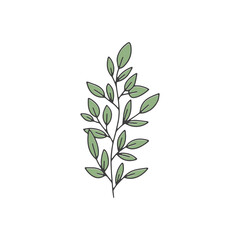 Single vector herbal element on white background. Colorful doodle illustration for design.