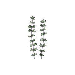 Two vector herbal elements. Colorful doodle illustration for design.