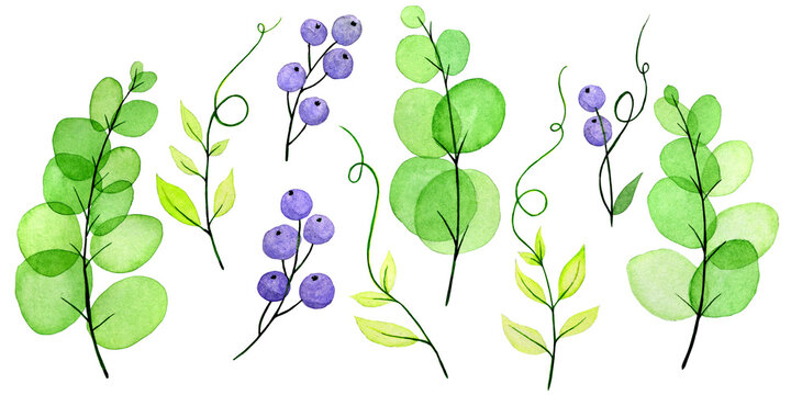 watercolor drawing by hands. set of leaves and branches Vicia cracca, green transparent leaves and purple berries. cute drawing on the theme of summer, bright colors. clipart isolated on white