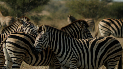 Fototapeta na wymiar Plains Zebra on African Savannah, Africa Wildlife, South Africa
