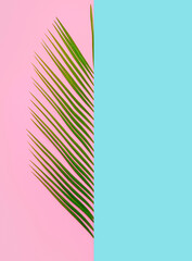 Green Palm leaves on pastel pink and blue background with copy space. Tropical summer concept. Minimal flat lay.