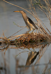 Little Bittern at Asker marsh with reflection on water, Bahrain