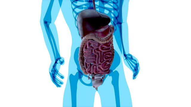4K anatomy concept of the gut
