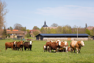Rinder Kühe gucken blöd in die Kamera