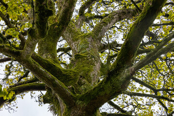 Looking Up at the Tree