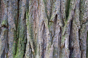 Background of the old black locust tree trunk, close-up