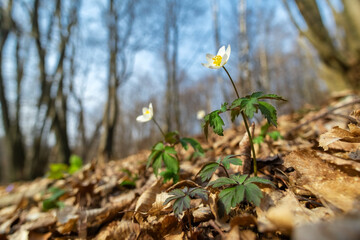 Delicate white first flowers of Anemone in a forest glade in the spring.