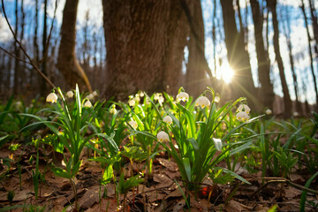 Wild white Snowflake Leucojum Flower in march in a german forest. Lovely Bokeh and intentional blur. Forrest Background with fallen leaves. against sunset. Strong Light and Shadows. Warm bright light