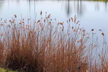 Thickets of dry reeds against calm water surface of lake