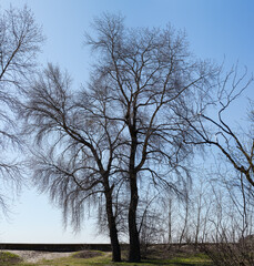 Silhouettes of two old trees without foliage against clear sky