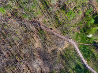 Aerial view of paved path among the trees in park