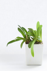 Gasteria succulent houseplants on white background