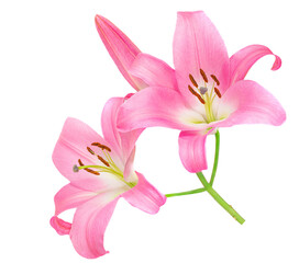 Naklejka na ściany i meble Pink Lily flower isolated on white background. Beautiful tender Lilly.