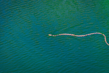 A water snake swimming in a River 