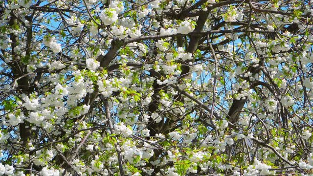 Flowers of wild cherry. Camera movement right and up. The branches move in the wind.