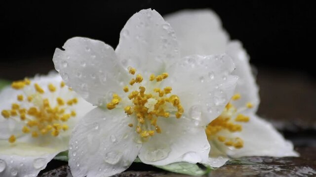 White flower in the rain. Zoom in on a jasmine flower in the rain. Summer rain.