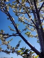 Fototapeta premium tree in bloom