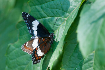 White Admiral on green leaves