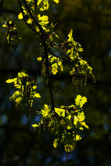 Eichenblätter im Frühling