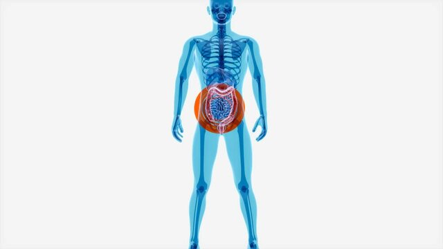 4K anatomy concept of the intestine