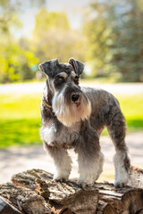 Portrait of miniature schnauzer dog with soft focus sunlight behind. Pup is sitting on cut wood stack. 