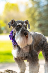 Portrait of miniature schnauzer dog with soft focus sunlight behind. Natural ears and long beard or mustache.  Pup is wearing purple flowered garland. 