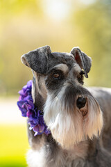 Portrait of miniature schnauzer dog with soft focus sunlight behind. Natural ears and long beard or mustache.  Pup is wearing purple flowered garland. 