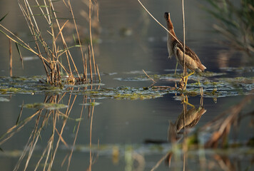 Little Bittern at Asker marsh with reflection on water, Bahrain