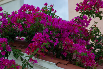 flowers in a roof