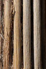 Texture of dry Saguaro ribs