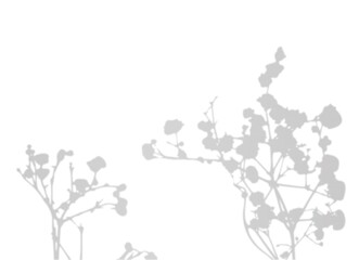 Blurred shadow of the branches with small flowers. Two twigs. Decorative Design element. (Gypsophila plant).