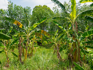 This is the cassava field that began to be planted.