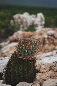 paisagem caatinga nordeste  plantas flora bahia sert&atilde;o casa de barro taipa